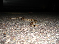 Trimorphodon vilkinsonii