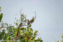 Treron fulvicollis