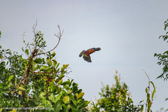 Treron fulvicollis