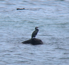 Phalacrocorax capillatus