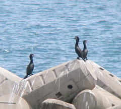 Phalacrocorax capillatus