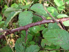 Rubus elegantispinosus