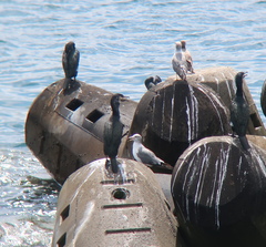 Phalacrocorax capillatus