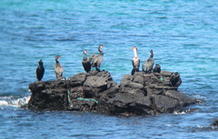 Phalacrocorax capillatus