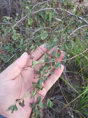 Spiraea aquilegifolia