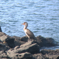 Phalacrocorax capillatus