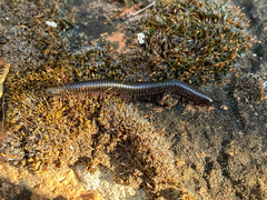 Pachyiulus oenologus