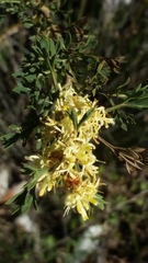 Grevillea trifida