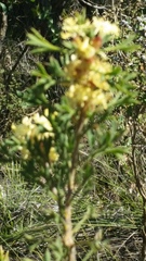Grevillea trifida