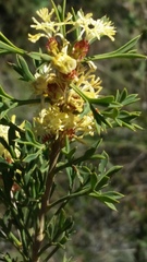 Grevillea trifida