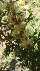 Grevillea trifida