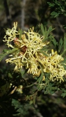 Grevillea trifida