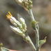 Helichrysum zeyheri - Photo 由 Nicola van Berkel 所上傳的 (c) Nicola van Berkel，保留部份權利CC BY-SA