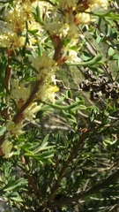 Grevillea trifida