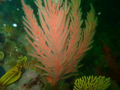 Leptogorgia palma