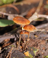 Conocybe filaris