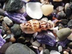 Maculotriton serriale