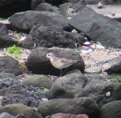 Calidris ruficollis