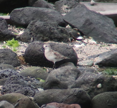 Calidris ruficollis