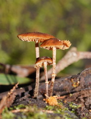 Conocybe filaris