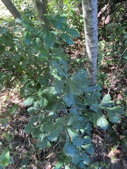 Quercus nigra