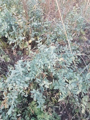 Corethrodendron fruticosum