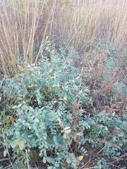 Corethrodendron fruticosum