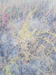 Artemisia palustris