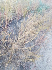 Artemisia palustris