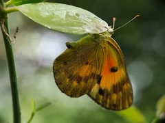 Colotis amata