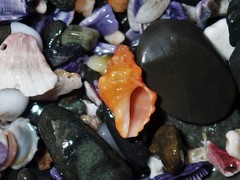 Phycothais reticulata