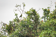 Treron fulvicollis