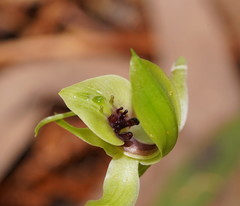 Chiloglottis jeanesii