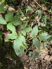 Toxicodendron radicans