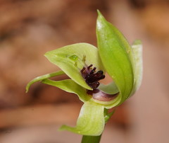 Chiloglottis jeanesii