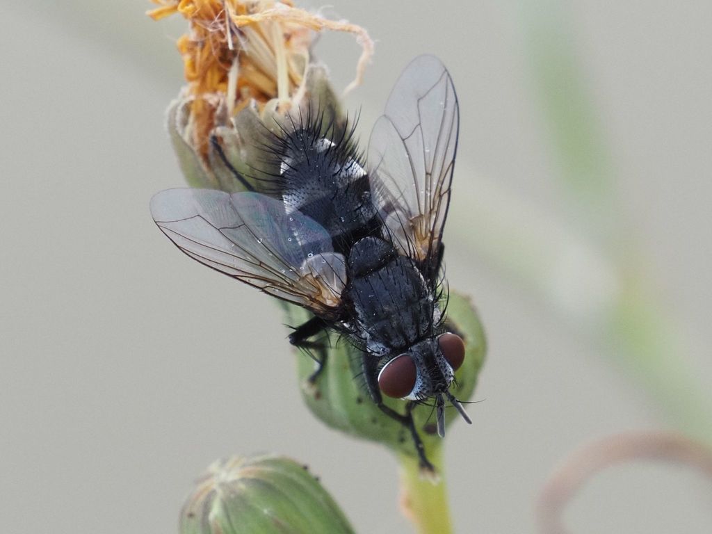 Lydella stabulans