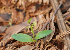 Chiloglottis jeanesii