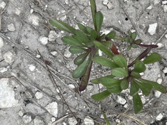 Gypsophila altissima
