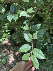 Elaeagnus pungens