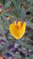 Pultenaea reticulata