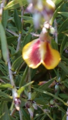 Pultenaea reticulata