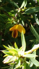 Pultenaea reticulata
