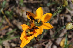 Ixia curta