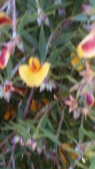 Pultenaea reticulata