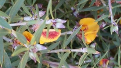 Pultenaea reticulata