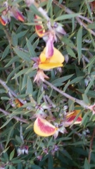 Pultenaea reticulata
