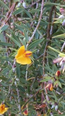 Pultenaea reticulata