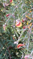 Pultenaea reticulata