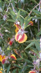 Pultenaea reticulata