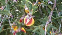 Pultenaea reticulata